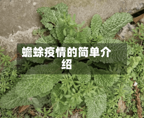 蟾蜍疫情的简单介绍-第2张图片